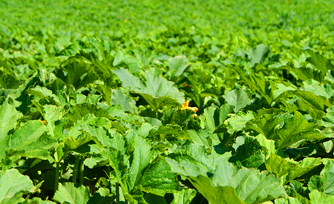 Ein Kürbisfeld im Juli