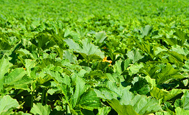 Ein Kürbisfeld im Juli