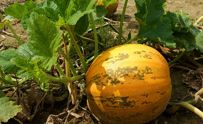 Ein Kürbis im August kurz vor der Ernte