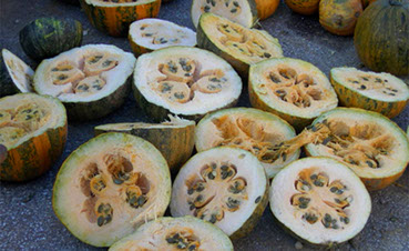 Traditionelle Kürbiskernernte