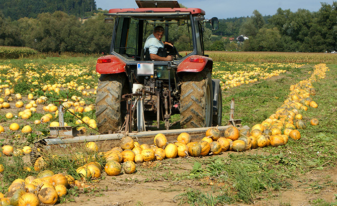 Konventionelle Ernte - Kürbisse werden zu Reihen zusammengeschoben