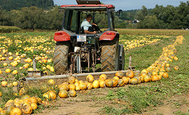 Konventionelle Ernte - Kürbisse werden zu Reihen zusammengeschoben