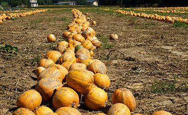 Das Kürbisfeld ist für das konventionelle Ernten vorbereitet