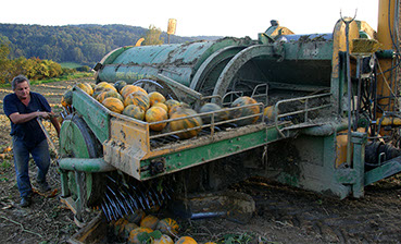 Kürbiskernerntemaschine