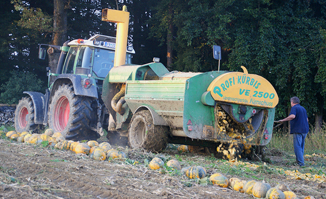 Die Schalen und das Fruchtfleisch bleibt als Dünger am Acker