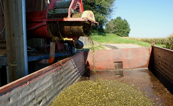 Die gewaschenen Kerne kommen dann zum trocknen