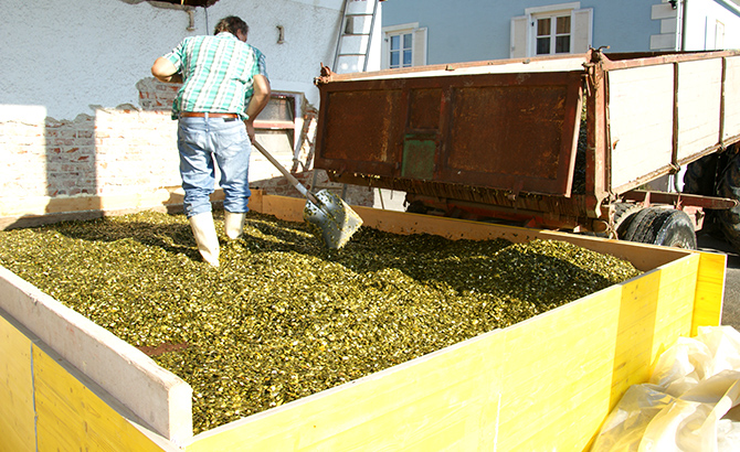 Hier werden die Kerne zum Trocknen aufgeschüttet