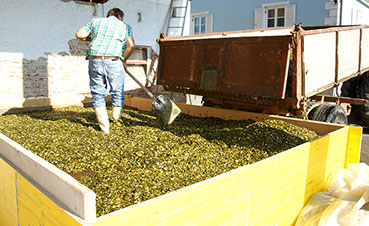 Hier werden die Kerne zum Trocknen aufgeschüttet